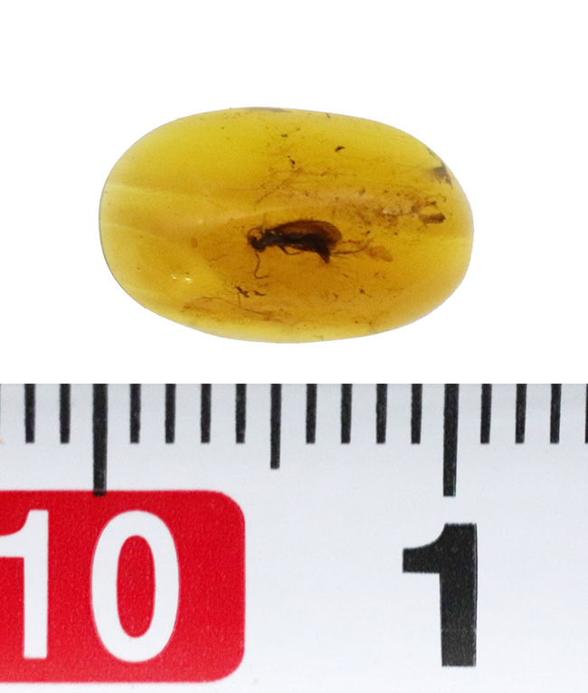 ほぼ完全な形態で虫が保存されている、約1億年前の極めて古い琥珀、バーマイト(Burmite)(その7)