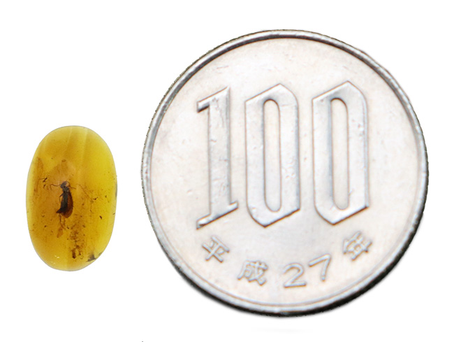 ほぼ完全な形態で虫が保存されている、約1億年前の極めて古い琥珀、バーマイト(Burmite)(その8)