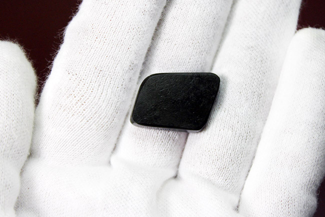 虹色グラデーション!宝石アンモライトのポテンシャルを存分に発揮した上質のピース(その6)