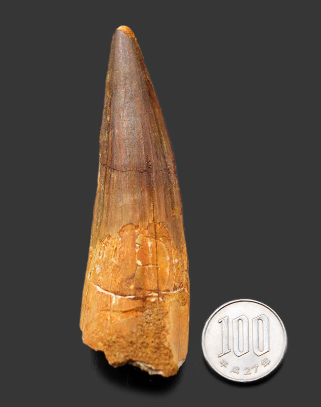 お値打ち品、長さ、厚み、保存状態どれをとってもコレクショングレード！スピノサウルス（Spinosaurus aegyptiacus）の歯化石（その6）
