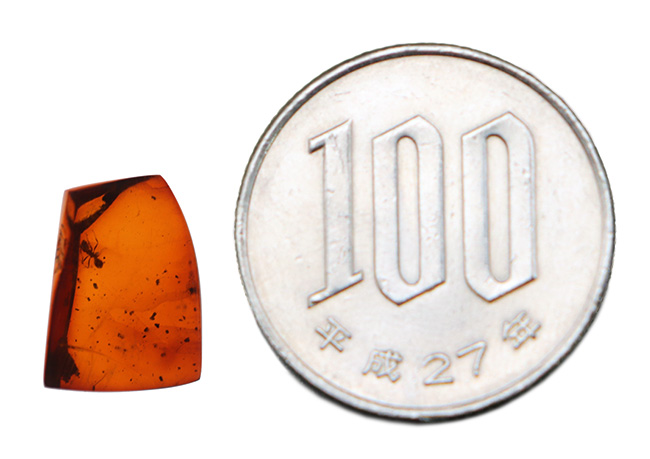 濃い赤茶色を呈する、蟻を内包した琥珀、バルティックアンバー(Amber)(その10)