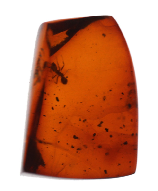濃い赤茶色を呈する、蟻を内包した琥珀、バルティックアンバー(Amber)(その2)