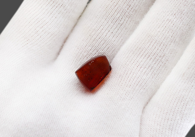 濃い赤茶色を呈する、蟻を内包した琥珀、バルティックアンバー(Amber)(その5)