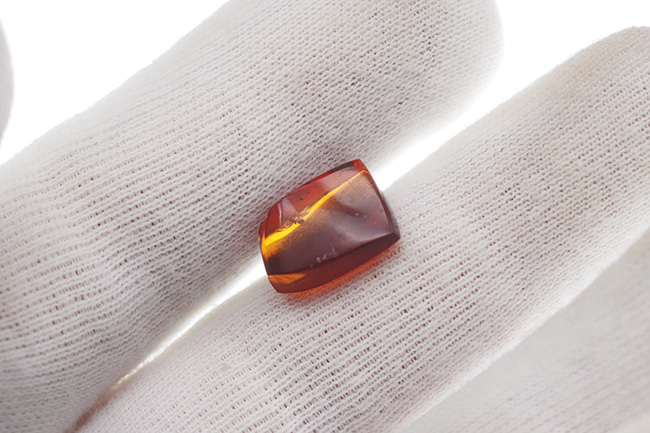 濃い赤茶色を呈する、蟻を内包した琥珀、バルティックアンバー（Amber