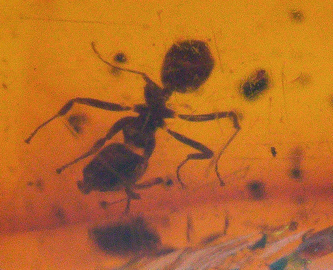 濃い赤茶色を呈する、蟻を内包した琥珀、バルティックアンバー（Amber