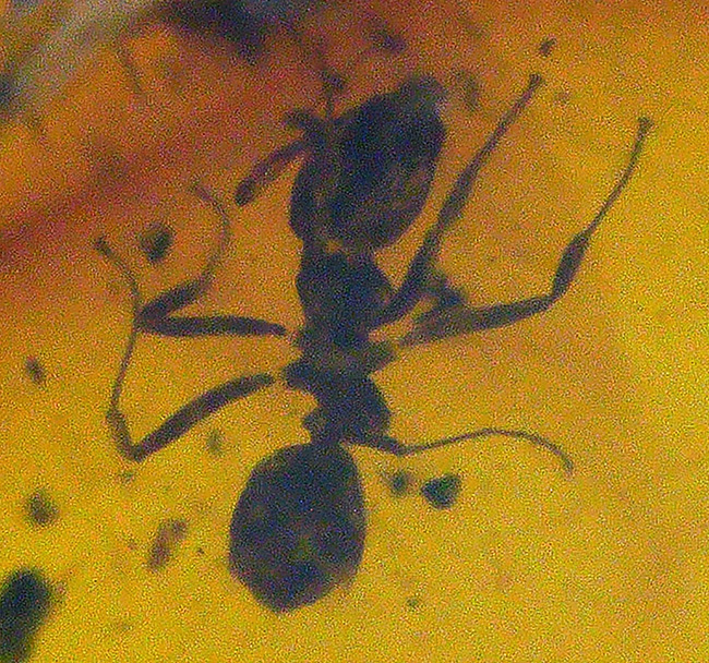 濃い赤茶色を呈する、蟻を内包した琥珀、バルティックアンバー（Amber