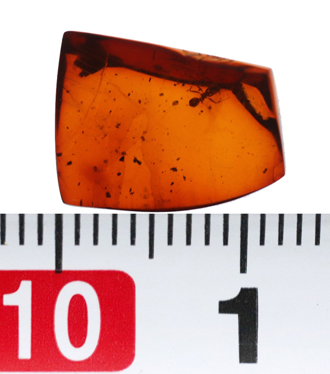 濃い赤茶色を呈する、蟻を内包した琥珀、バルティックアンバー(Amber)(その9)
