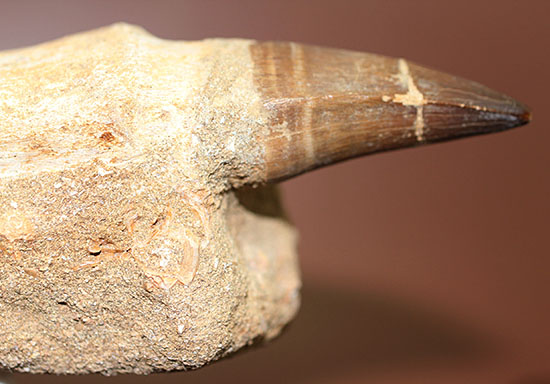 デカい！１４ｃｍに迫る！キングオブモササウルス、プログナソドン（Prognathodon）の歯根付き巨大歯化石（その6）
