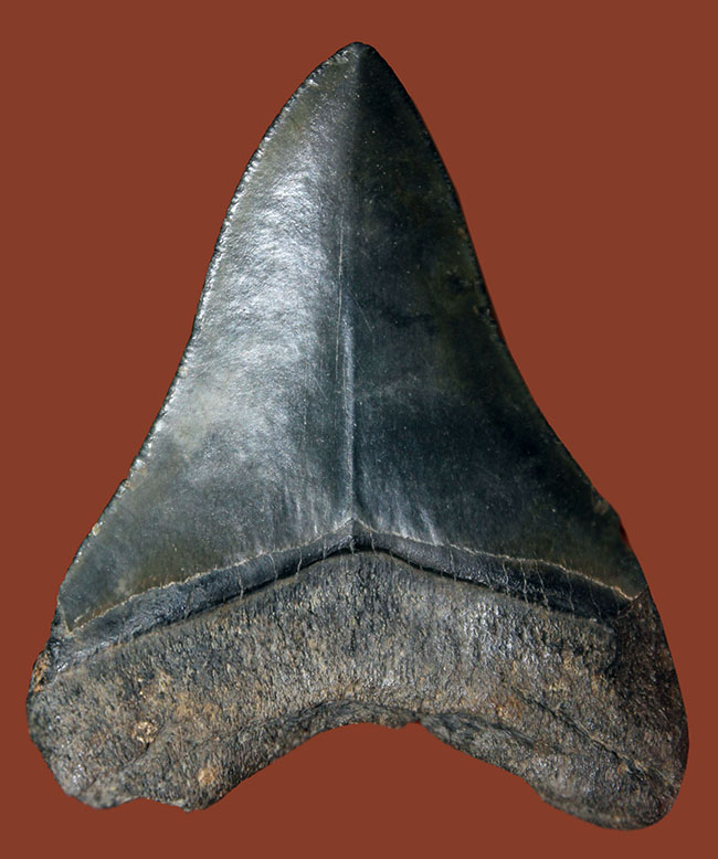 良形の美歯、史上最大級の肉食ザメ、メガロドン（Carcharodon megalodon）の歯化石（その1）