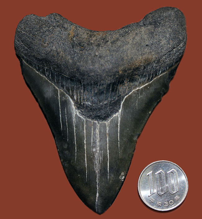 良形の美歯、史上最大級の肉食ザメ、メガロドン（Carcharodon megalodon）の歯化石（その10）