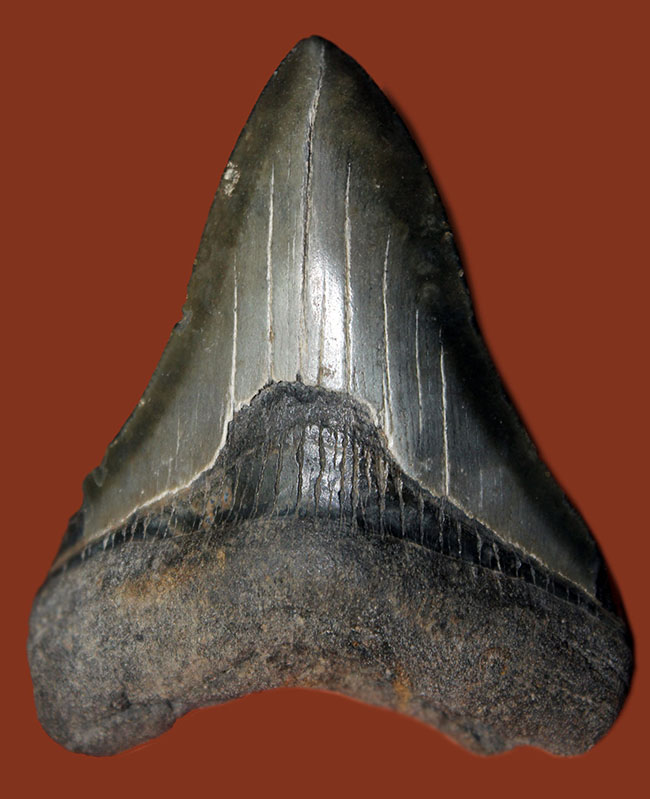 良形の美歯、史上最大級の肉食ザメ、メガロドン（Carcharodon megalodon）の歯化石（その2）