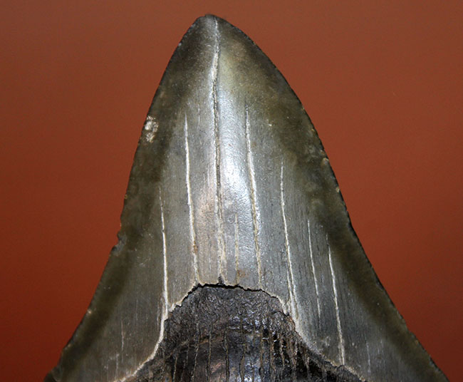 良形の美歯、史上最大級の肉食ザメ、メガロドン（Carcharodon megalodon）の歯化石（その3）