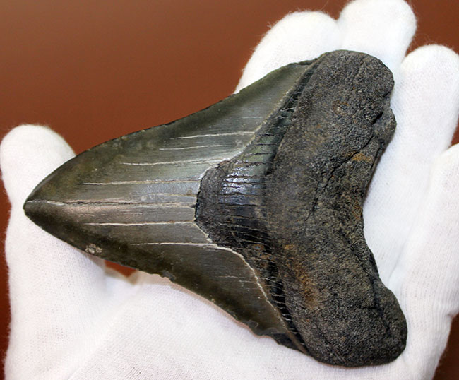 良形の美歯、史上最大級の肉食ザメ、メガロドン（Carcharodon megalodon）の歯化石（その4）