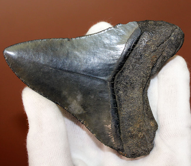 良形の美歯、史上最大級の肉食ザメ、メガロドン（Carcharodon megalodon）の歯化石（その5）