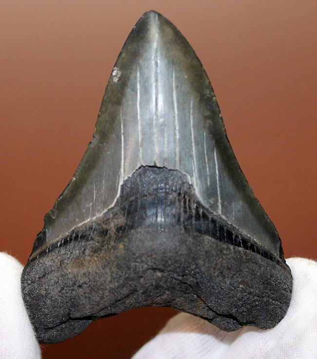 良形の美歯、史上最大級の肉食ザメ、メガロドン（Carcharodon megalodon）の歯化石（その7）