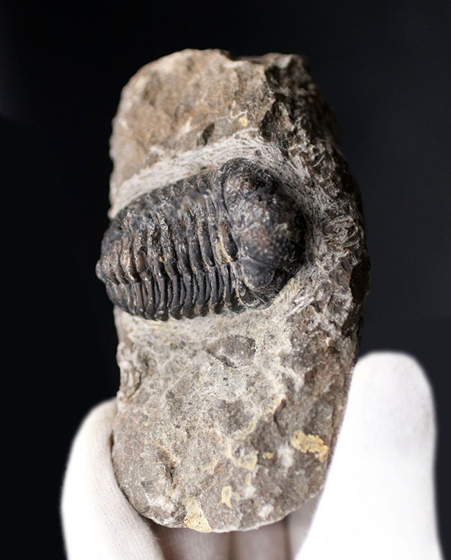 左右の複眼のレンズが残存！モロッコ産のデボン紀の三葉虫、ファコプス（Phacops）の化石（その1）