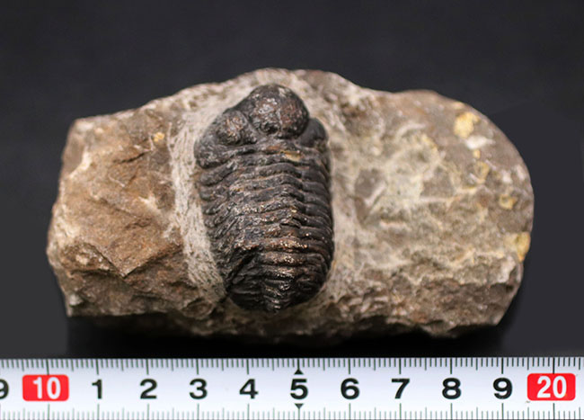 左右の複眼のレンズが残存！モロッコ産のデボン紀の三葉虫、ファコプス（Phacops）の化石（その11）