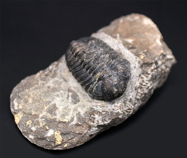 左右の複眼のレンズが残存！モロッコ産のデボン紀の三葉虫、ファコプス（Phacops）の化石（その2）