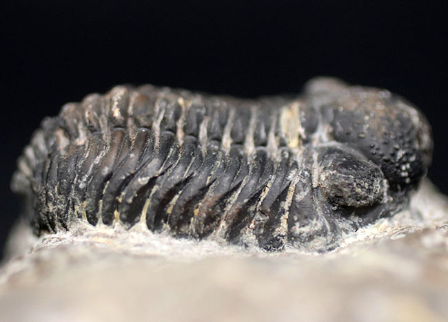 左右の複眼のレンズが残存！モロッコ産のデボン紀の三葉虫、ファコプス（Phacops）の化石（その4）