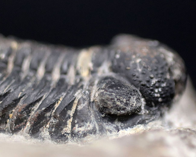 左右の複眼のレンズが残存！モロッコ産のデボン紀の三葉虫、ファコプス（Phacops）の化石（その5）