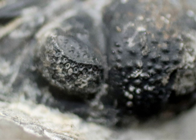 左右の複眼のレンズが残存！モロッコ産のデボン紀の三葉虫、ファコプス（Phacops）の化石（その7）