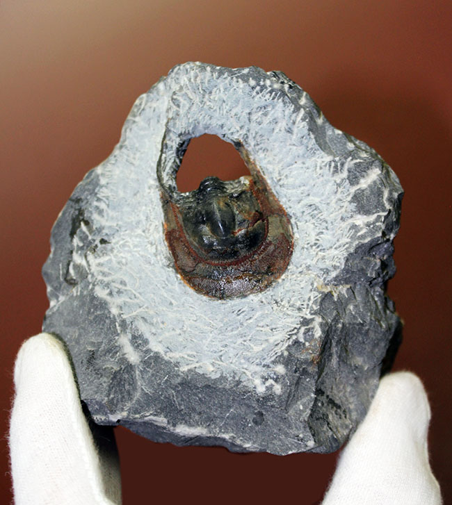 巨大な頭部と特殊な縁部を持った不思議な三葉虫、ハルペス(Harpes sp.)(その1)