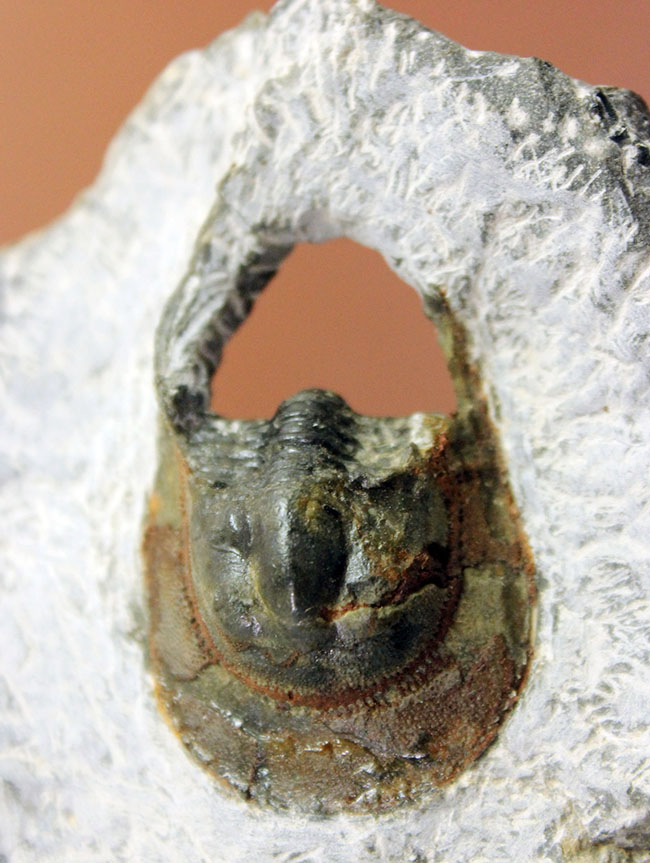 巨大な頭部と特殊な縁部を持った不思議な三葉虫、ハルペス（Harpes sp.）（その10）