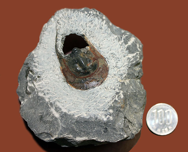 巨大な頭部と特殊な縁部を持った不思議な三葉虫、ハルペス(Harpes sp.)(その11)