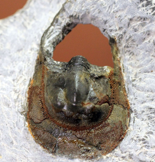巨大な頭部と特殊な縁部を持った不思議な三葉虫、ハルペス(Harpes sp.)(その2)