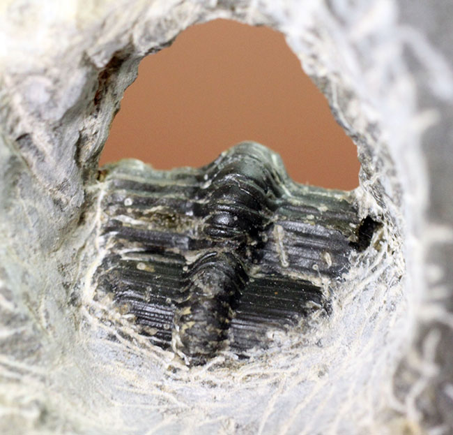 巨大な頭部と特殊な縁部を持った不思議な三葉虫、ハルペス(Harpes sp.)(その4)