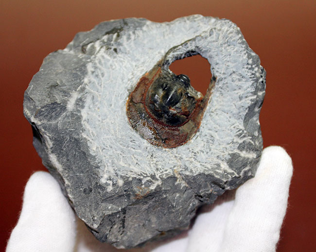 巨大な頭部と特殊な縁部を持った不思議な三葉虫、ハルペス(Harpes sp.)(その5)