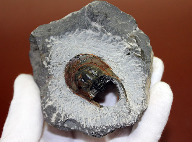 巨大な頭部と特殊な縁部を持った不思議な三葉虫、ハルペス(Harpes sp.)(その6)