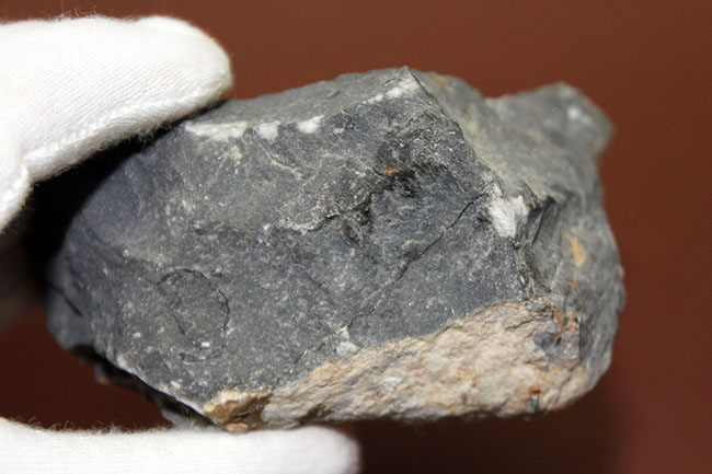 巨大な頭部と特殊な縁部を持った不思議な三葉虫、ハルペス(Harpes sp.)(その8)