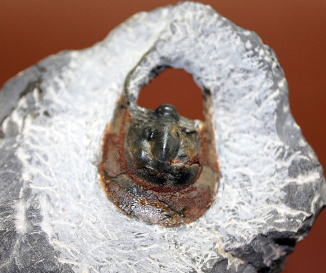 巨大な頭部と特殊な縁部を持った不思議な三葉虫、ハルペス(Harpes sp.)(その9)
