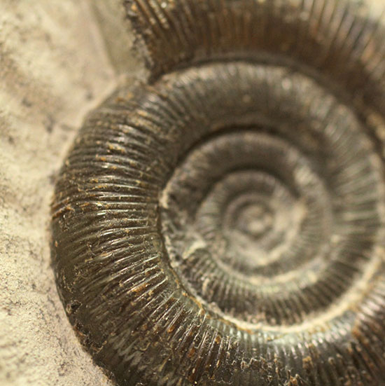 美品!典型的標本!イングランド産アンモナイト、ダクチリオセラス(Dactylioceras sp.)(その10)