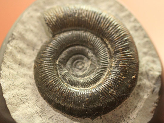 美品!典型的標本!イングランド産アンモナイト、ダクチリオセラス(Dactylioceras sp.)(その12)