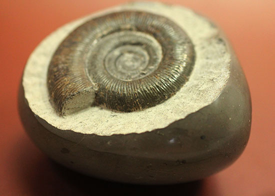美品!典型的標本!イングランド産アンモナイト、ダクチリオセラス(Dactylioceras sp.)(その13)