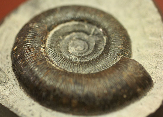 美品!典型的標本!イングランド産アンモナイト、ダクチリオセラス(Dactylioceras sp.)(その14)