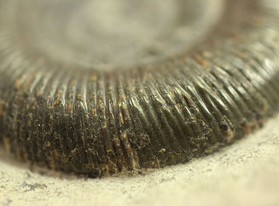 美品!典型的標本!イングランド産アンモナイト、ダクチリオセラス(Dactylioceras sp.)(その15)