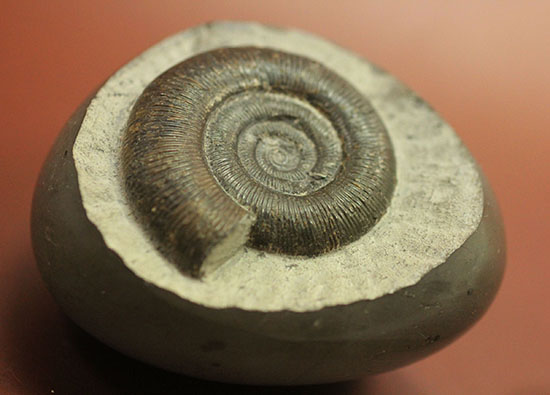 美品!典型的標本!イングランド産アンモナイト、ダクチリオセラス(Dactylioceras sp.)(その16)