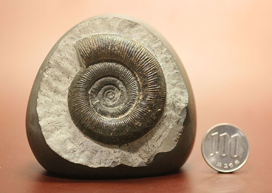 美品!典型的標本!イングランド産アンモナイト、ダクチリオセラス(Dactylioceras sp.)(その17)