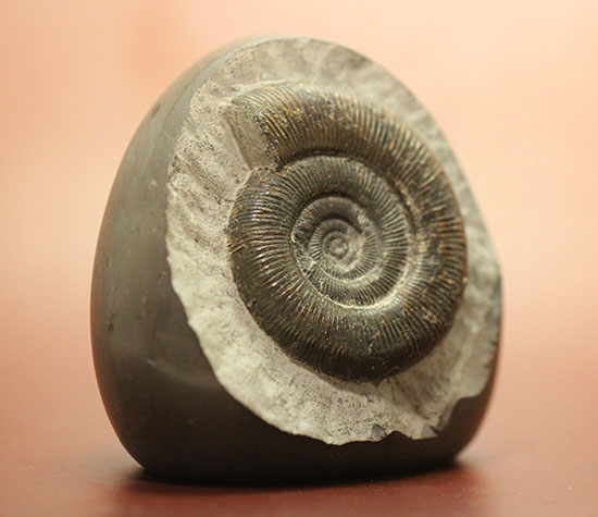 美品!典型的標本!イングランド産アンモナイト、ダクチリオセラス(Dactylioceras sp.)(その3)