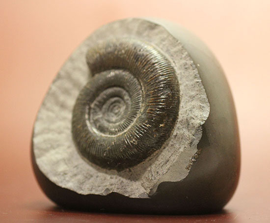 美品!典型的標本!イングランド産アンモナイト、ダクチリオセラス(Dactylioceras sp.)(その4)