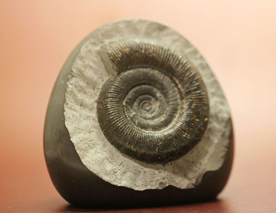 美品!典型的標本!イングランド産アンモナイト、ダクチリオセラス(Dactylioceras sp.)(その6)
