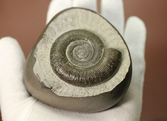 美品!典型的標本!イングランド産アンモナイト、ダクチリオセラス(Dactylioceras sp.)(その7)