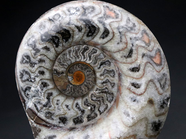 人気、古生代デボン紀に誕生した古い頭足類の一つ、ゴニアタイト