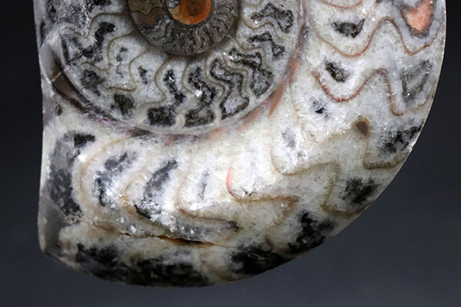 人気、古生代デボン紀に誕生した古い頭足類の一つ、ゴニアタイト（Goniatite）の殻の化石。アンモナイトの先祖（その4）