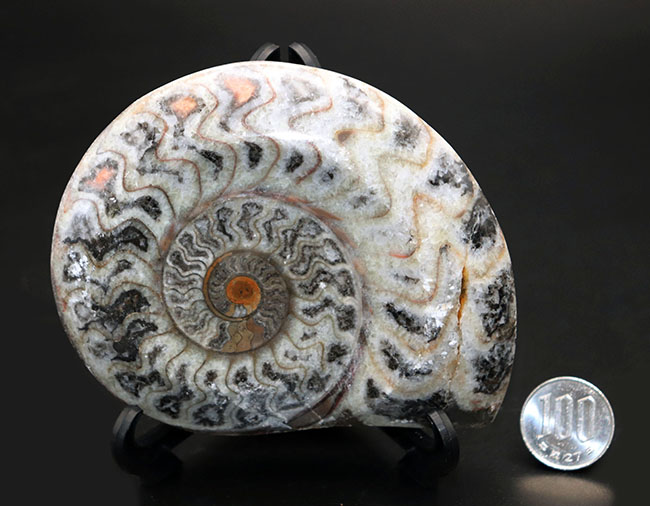 人気、古生代デボン紀に誕生した古い頭足類の一つ、ゴニアタイト