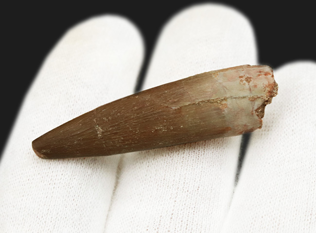 ヘビのような長い首と鋭い歯で魚を捕食！首長竜、エラスモサウルス