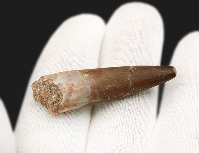 ヘビのような長い首と鋭い歯で魚を捕食！首長竜、エラスモサウルス